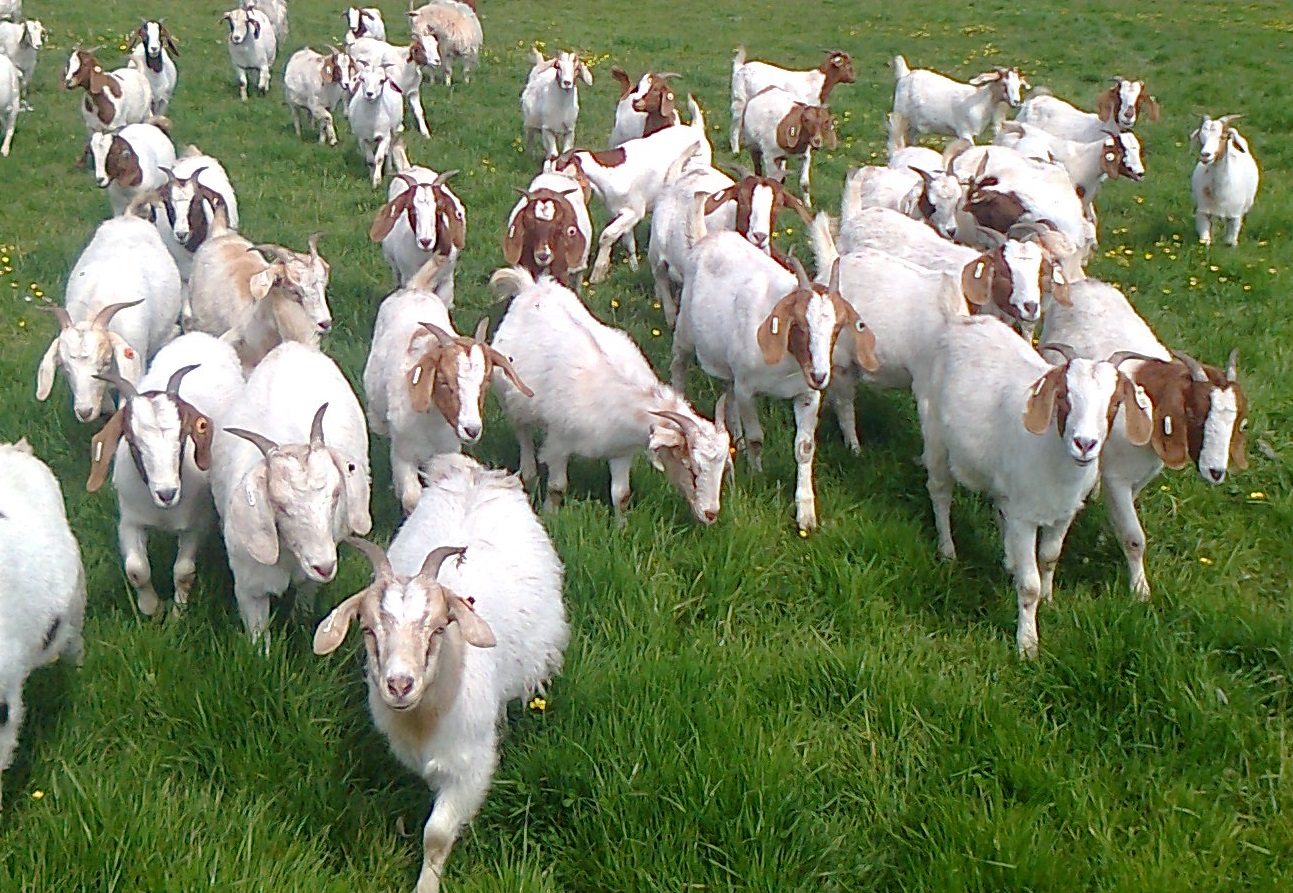 Goat Milk: Business-to-Business (B2B) supplier.